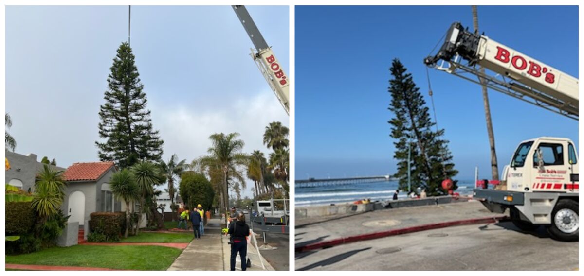 Ocean Beach's 2021 holiday tree is removed from donor Catrina Russell’s yard (left) and installed on the beach (right).