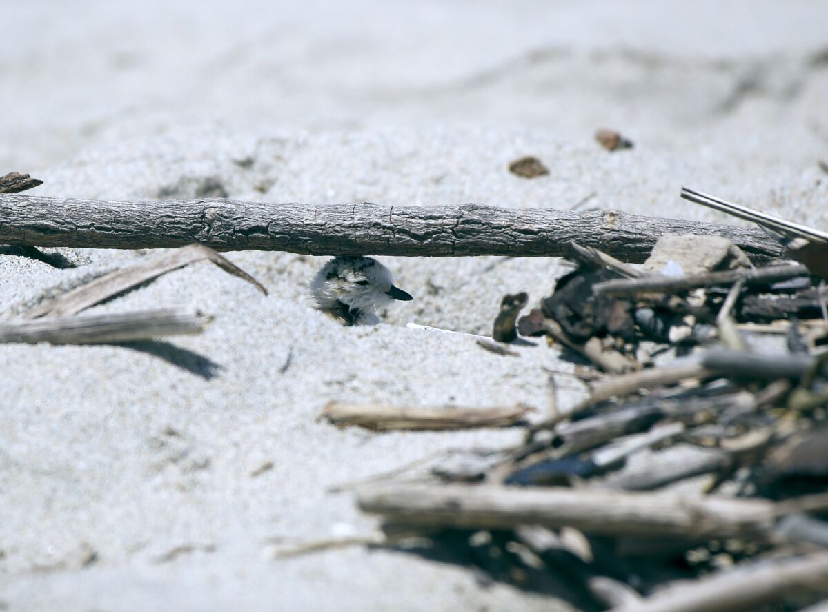 An endangered Western snowy plover chick