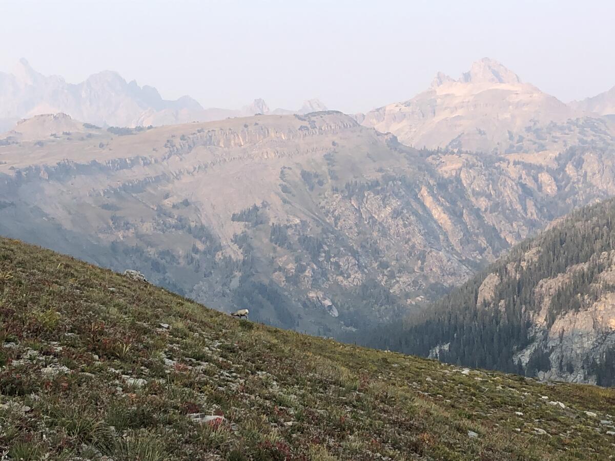 A bighorn sheep on Death Canyon Shelf, in Grand Teton National Park.