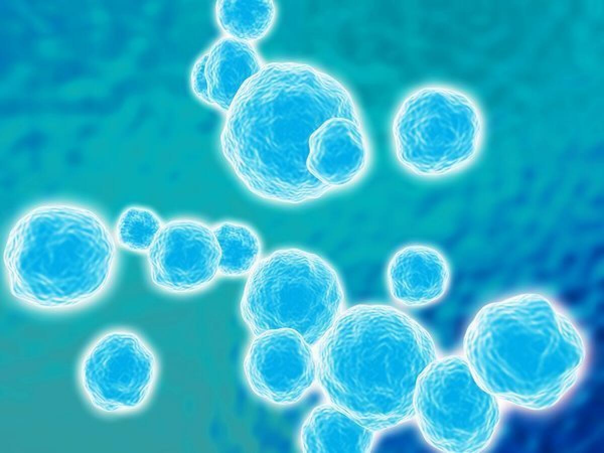 Researchers have had another setback in their efforts to develop a vaccine to prevent infections with Staphylococcus aureus bacteria, pictured here.