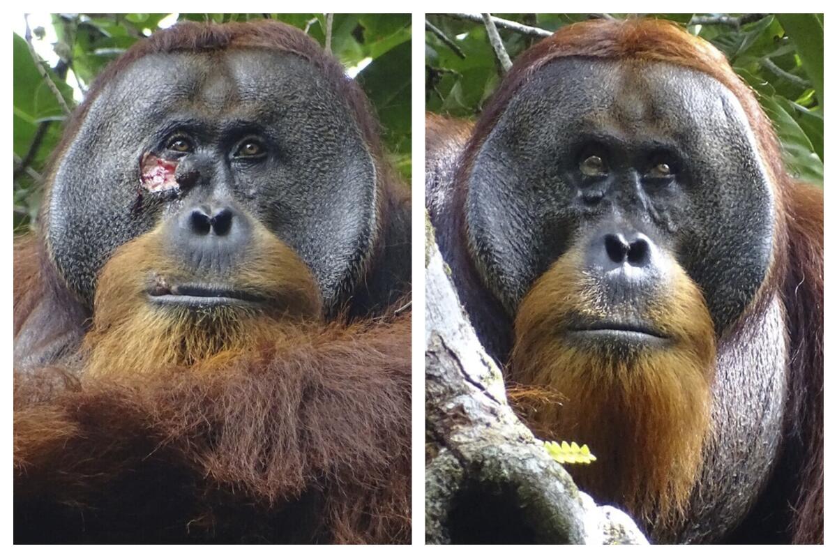 A combination of photos of Rakus, a wild male Sumatran orangutan in Gunung Leuser National Park, Indonesia.