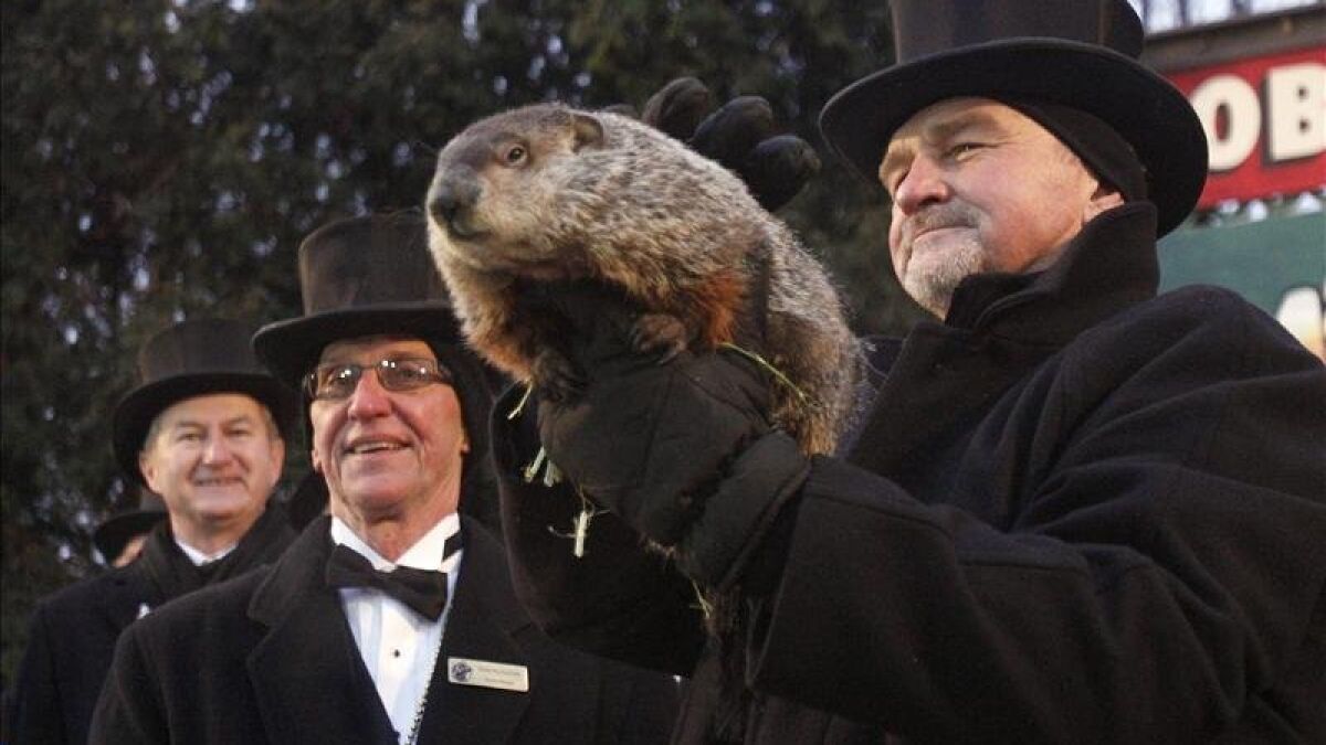 La marmota Phil pronostica que el invierno terminará pronto en - San Diego Union-Tribune en Español