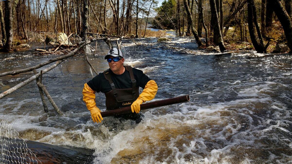 Darrell Young, is a Maine fisherman. After he has reached his quota on American glass eels, he fishes for alewives in the same river where the eels are.