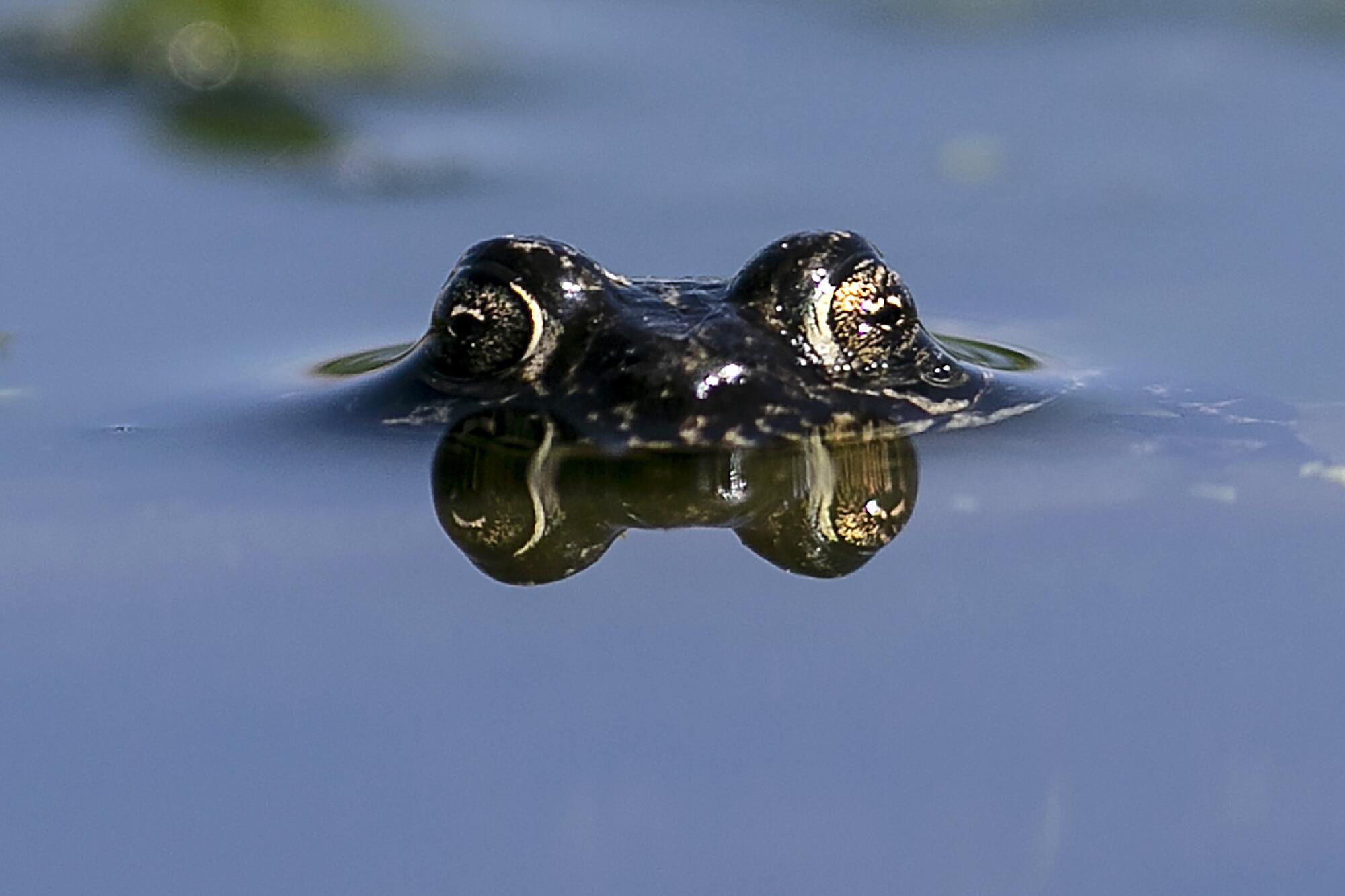 The eyes of a submerged black toad protrude above the waters of Deep Valley Springs