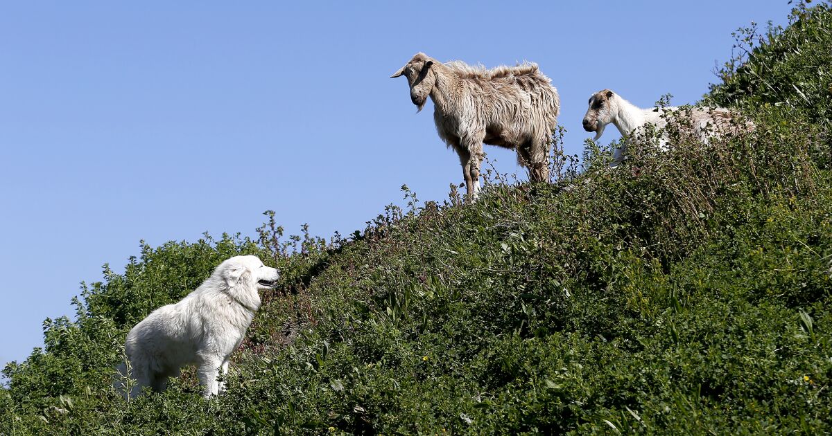 Coterie of creatures imparts classes in regenerative agriculture at O.C. fairgrounds