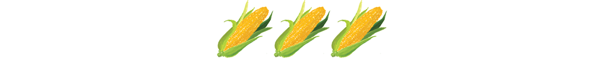 An illustration of corn