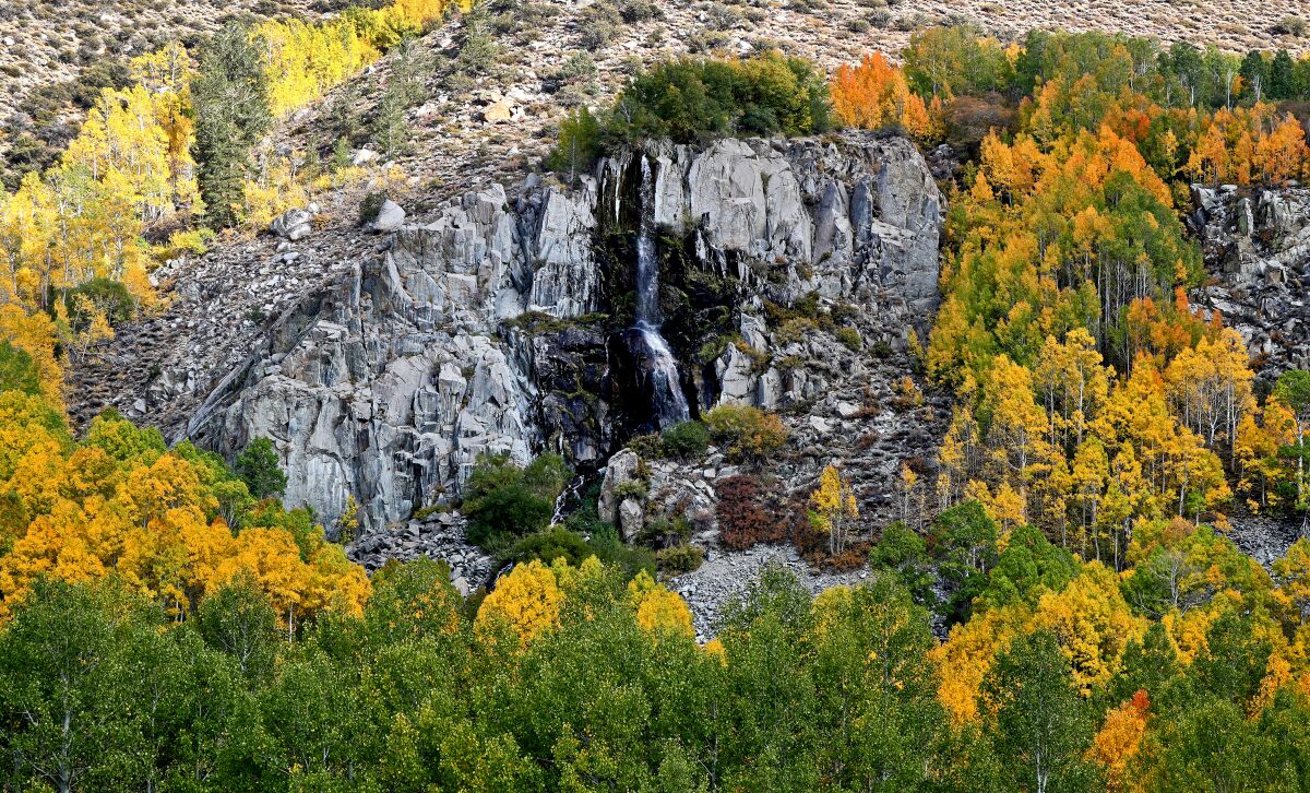 Aspens turning gold around a rock outcrop on the road to South Lake in the Eastern Sierra.