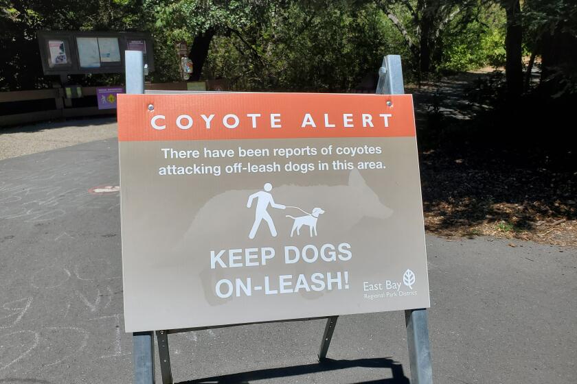 Sign reading Coyote Alert following a coyote attack in an East Bay Regional Park, Moraga, California, July 12, 2020. (Photo by Smith Collection/Gado/Getty Images)