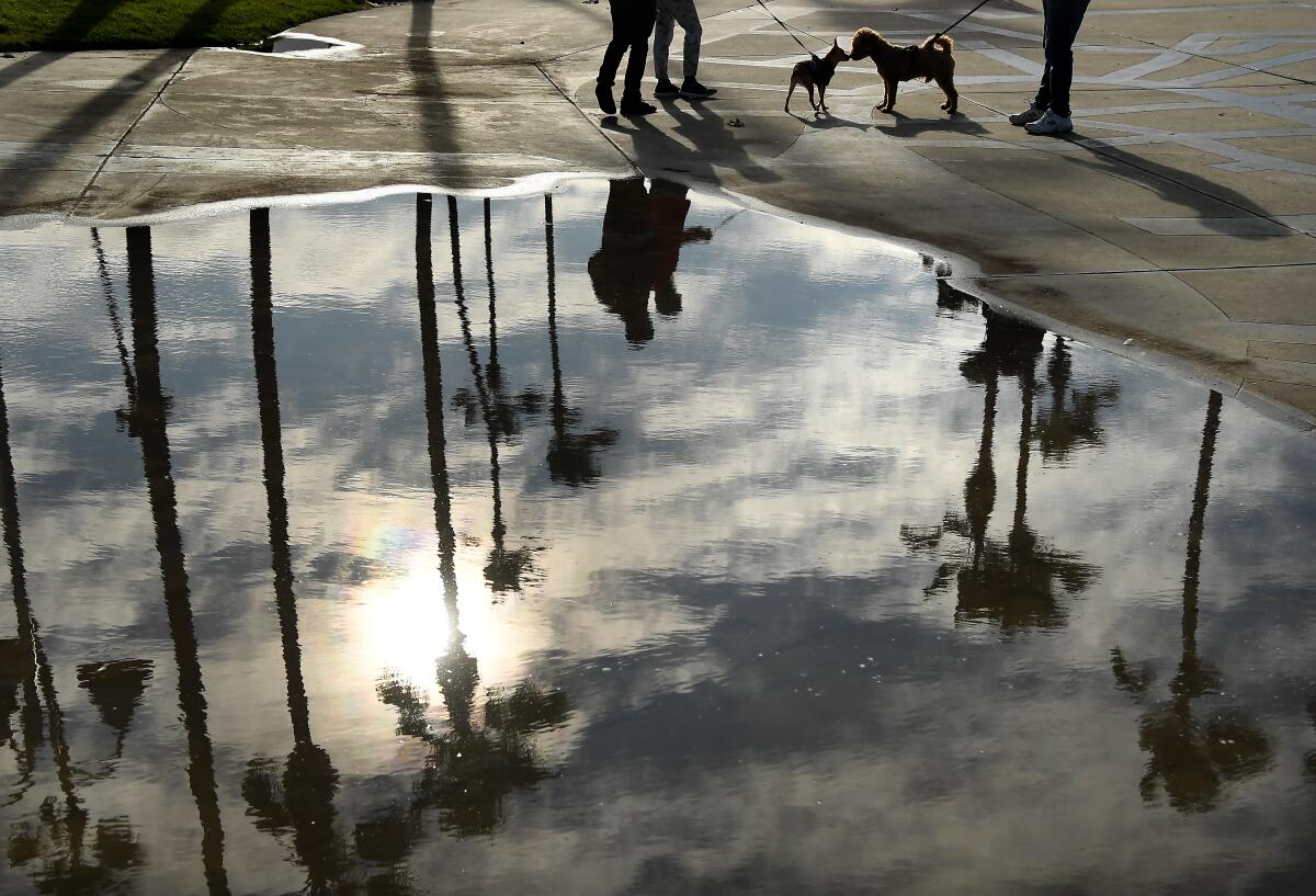 Two dogs greet each other along the boardwalk in Venice Beach on Thursday morning after heavy rains blew through Los Angeles.