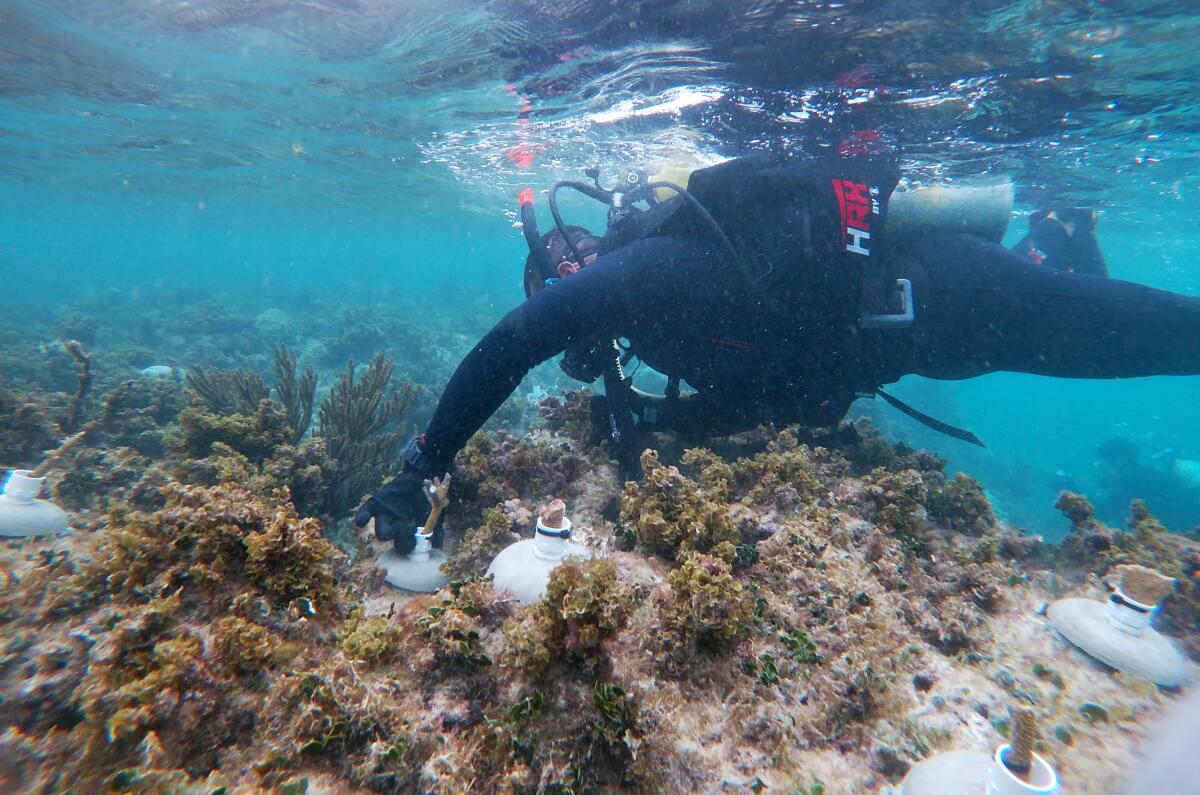 El gran desafío del rescate de los arrecifes del Caribe mexicano
