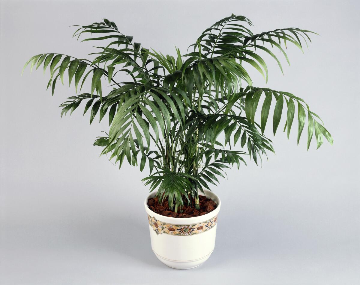 A parlor palm in a decorative pot.