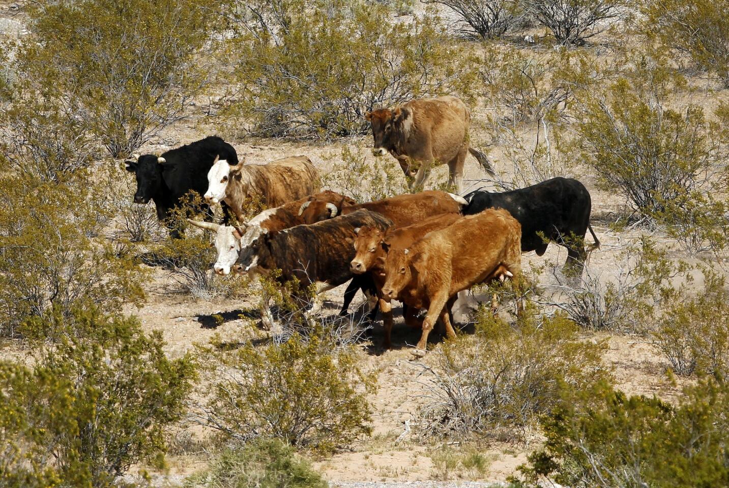 Nevada ranch standoff