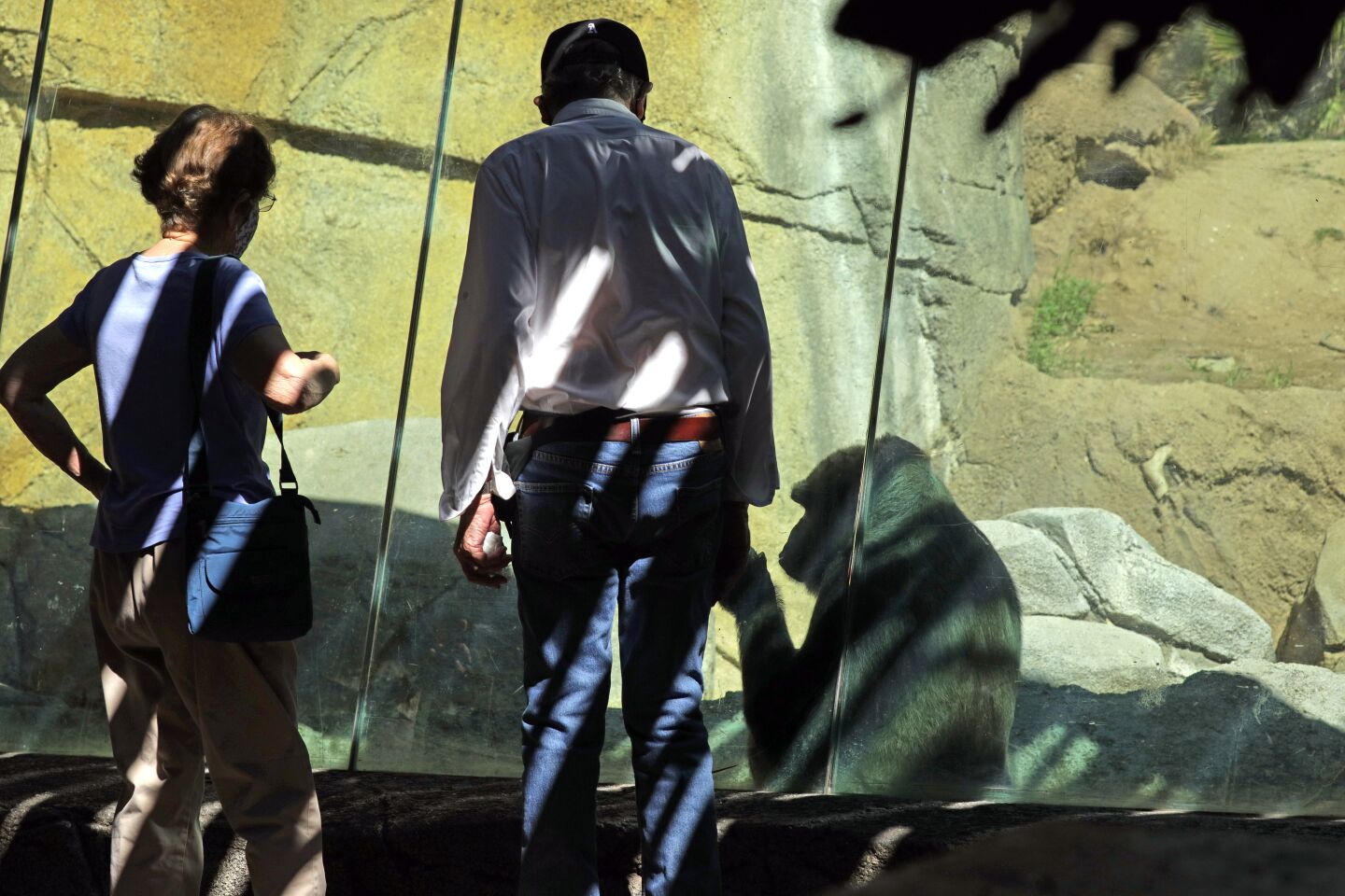 Visitors stop by the gorilla enclosure