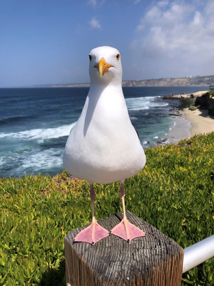 Alan Ackerberg seagull.jpg
