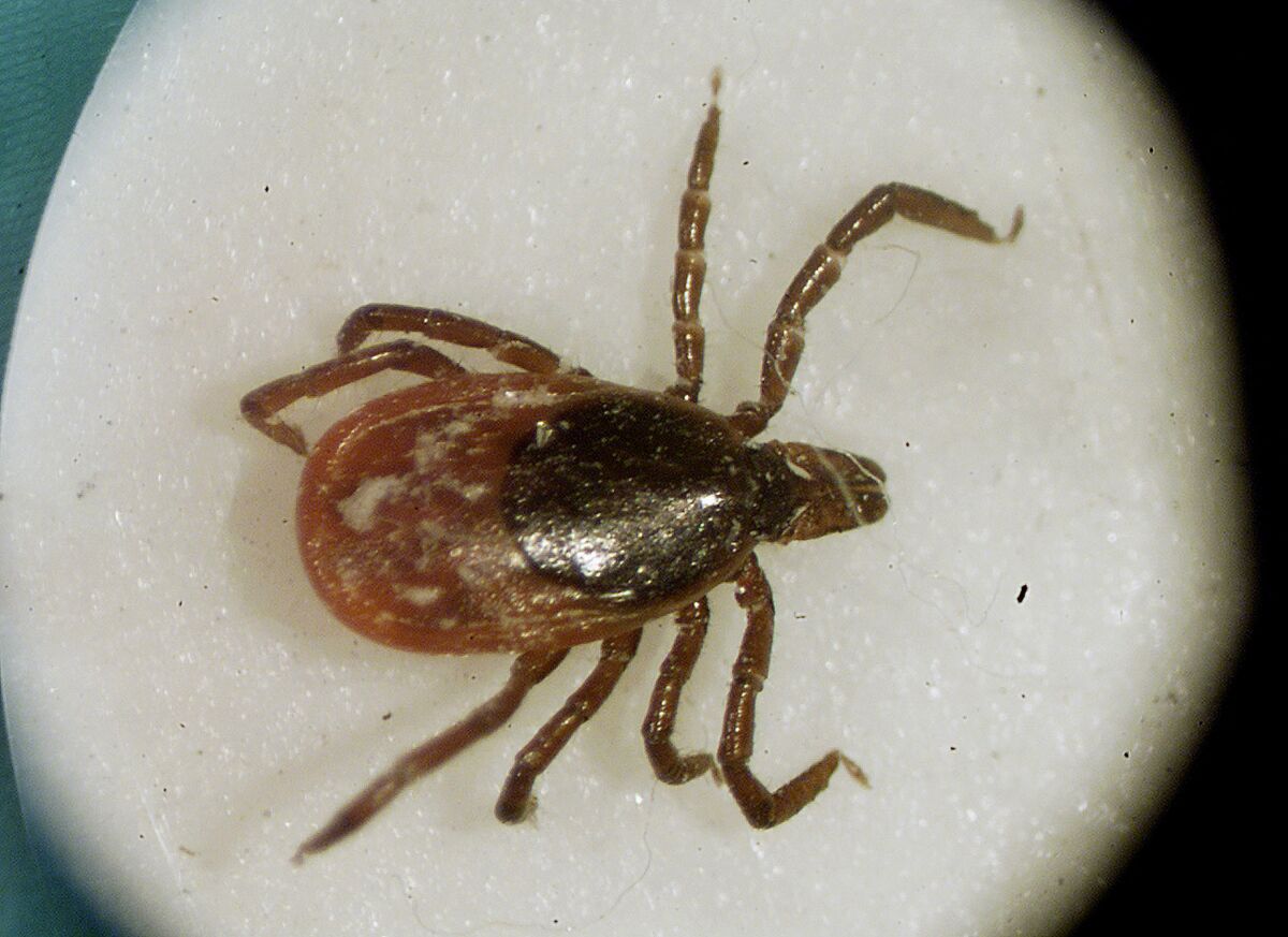 A closeup view of a tick. 