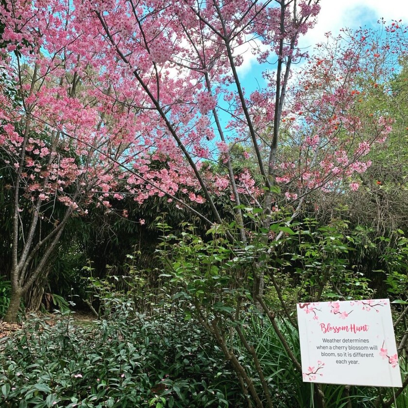 South Coast Botanic Garden
