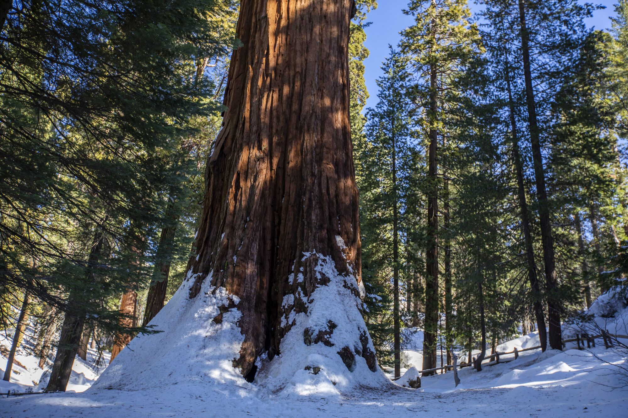 The trunk of a massive sequoia dwarfs surrounding trees as it rises from snow-covered ground.