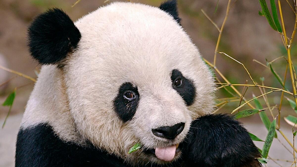 Gao Gao, an adult male giant panda, sticks his tongue out as he eats bamboo during a media preview of the bear at the San Diego Zoo.