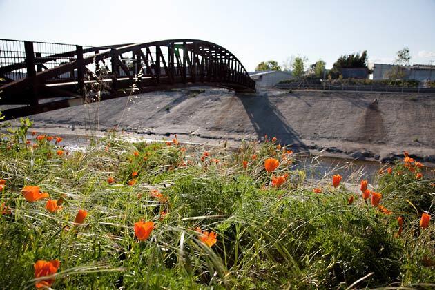 This photo caption has been corrected. California poppies next to a pedestrian bridge west of Overland Avenue in Culver City. For the record, 11 a.m. April 19: A previous caption for this photo incorrectly identified the scene as being in Playa del Rey.