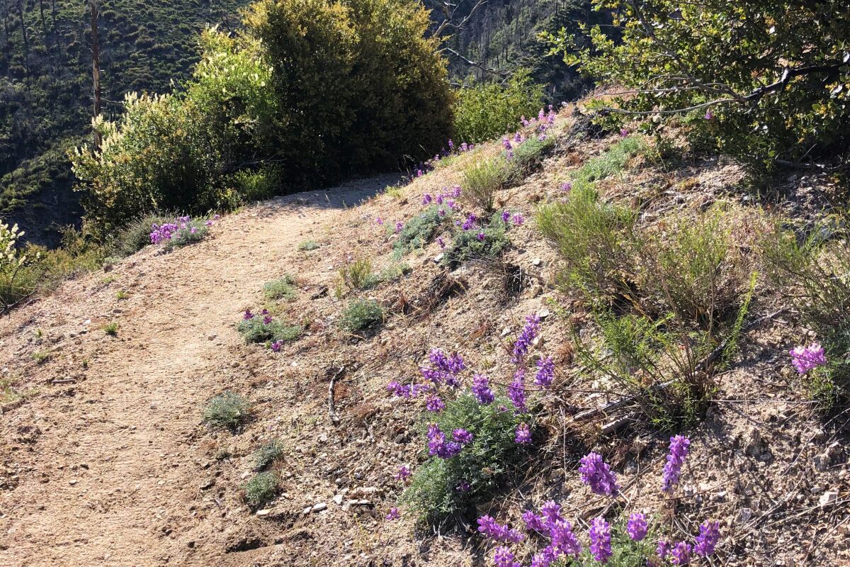 Mt. Pacifico