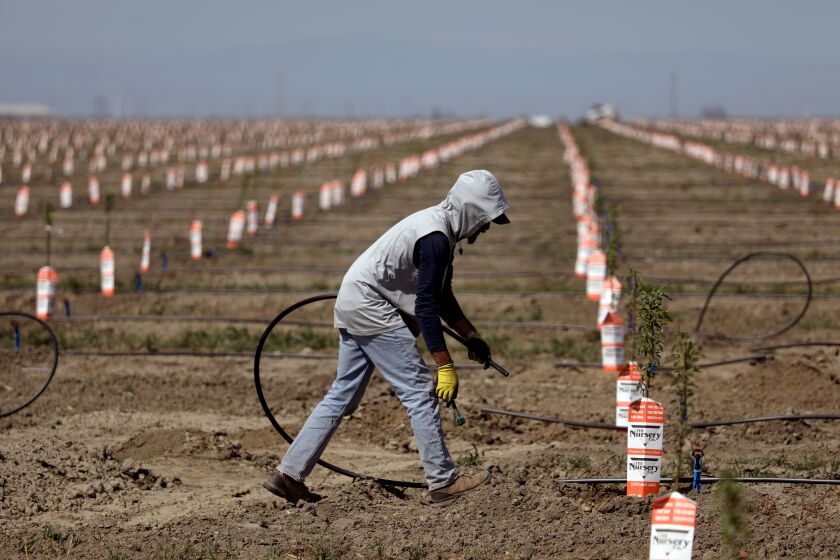 TULARE, CA - APRIL 21: A worker sets up irrigation lines to water almond tree rootstocks along Road 36 on Wednesday, April 21, 2021 in Tulare, CA. A deepening drought and new regulations are causing some California growers to consider an end to farming. (Gary Coronado / Los Angeles Times)