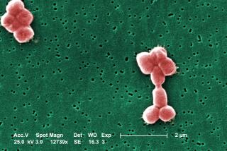 This digitally colorized scanning electron microscopic (SEM) depicts two clusters of Acinetobacter baumannii bacteria