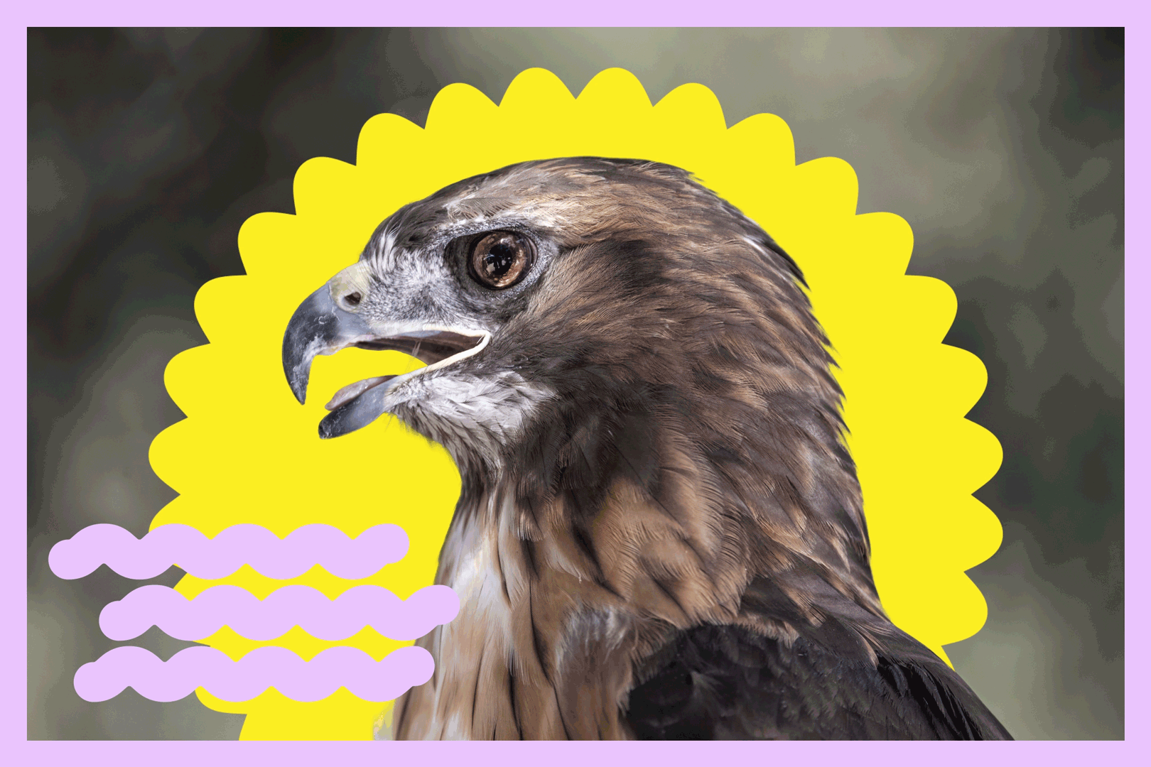 A red-tailed hawk against an animated yellow sun and a few purple squiggly lines.