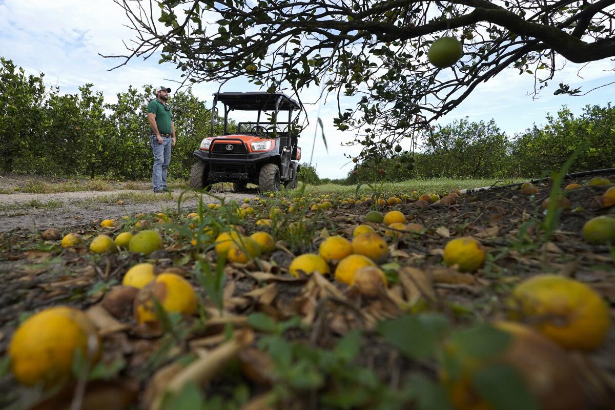 Foto de una cosecha de cítricos en Zolfo Springs, Florida, el 12 de octubre del 2022. (Foto AP/Chris O'Meara)