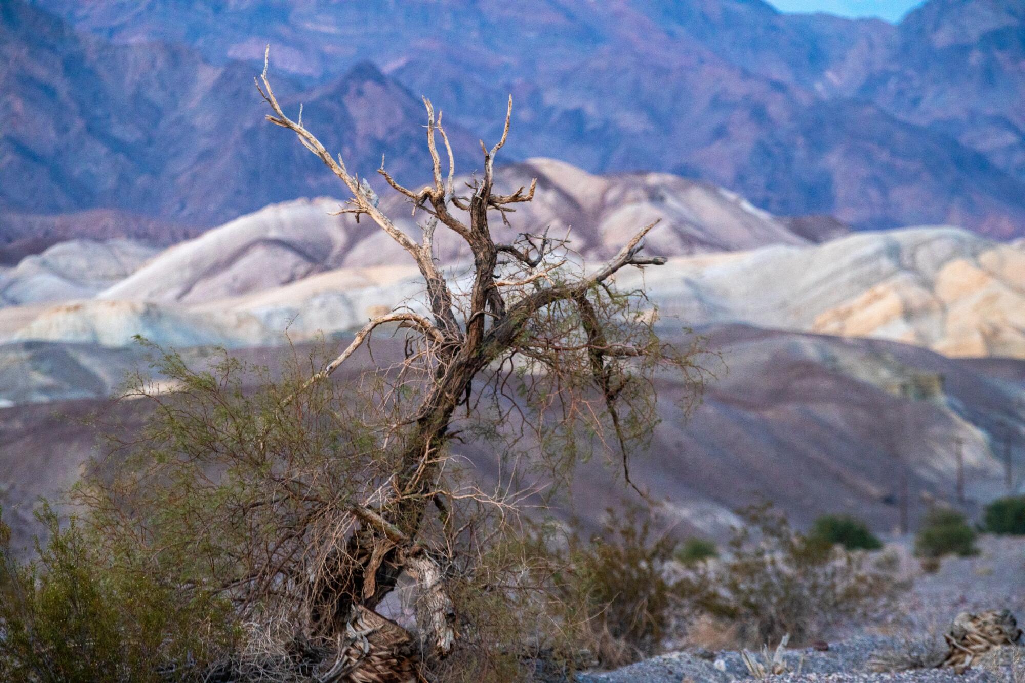 The branches of a parched tree are splayed before a backdrop of barren hills.