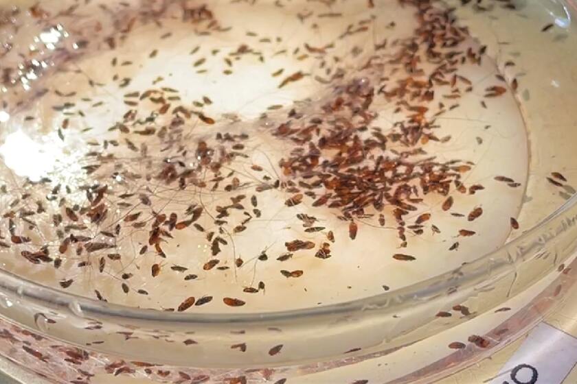 Fleas, seen in a sample dish, carry strains of bacteria in their feces that can cause typhus in other animals and humans.