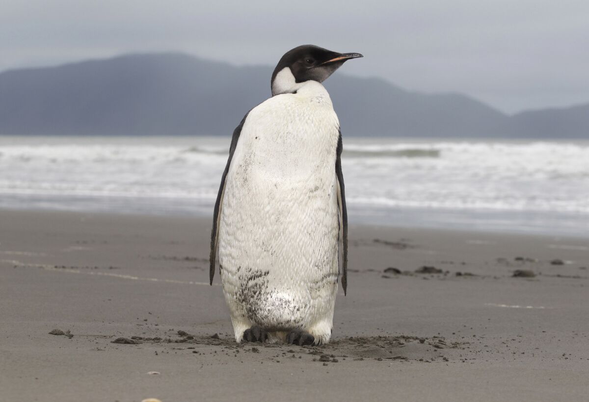 FILE - In this June 21, 2011 file photo, an Emperor penguin stands on Peka Peka Beach of the Kapiti Coast in New Zealand. With climate change threatening the sea ice habitat of Emperor penguins, the U.S. Fish and Wildlife Service on Tuesday, Aug. 3, 2021, announced a proposal to list the species as threatened under the Endangered Species Act. (Mark Mitchell/New Zealand Herald via AP, File)