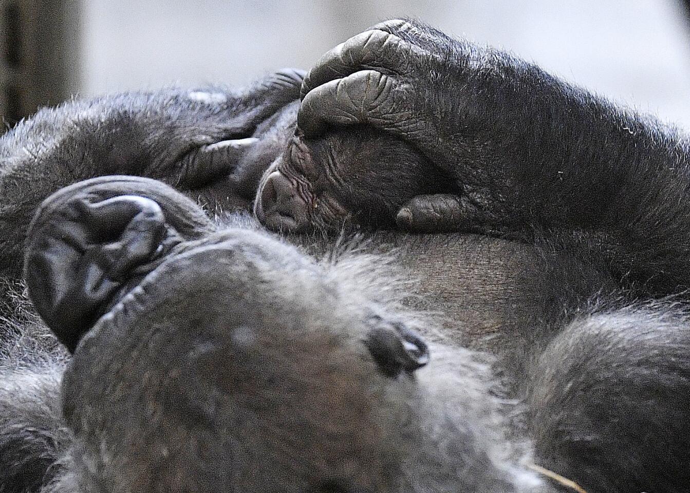 Gorilla mother Changa Maidi holds her baby a day after she gave birth to it at the zoo in Muenster, Germany, on Dec. 8, 2016. The animal keepers were surprised when they saw the newborn wet Gorilla baby because Changa's pregnancy was undiscovered until Dec. 7.