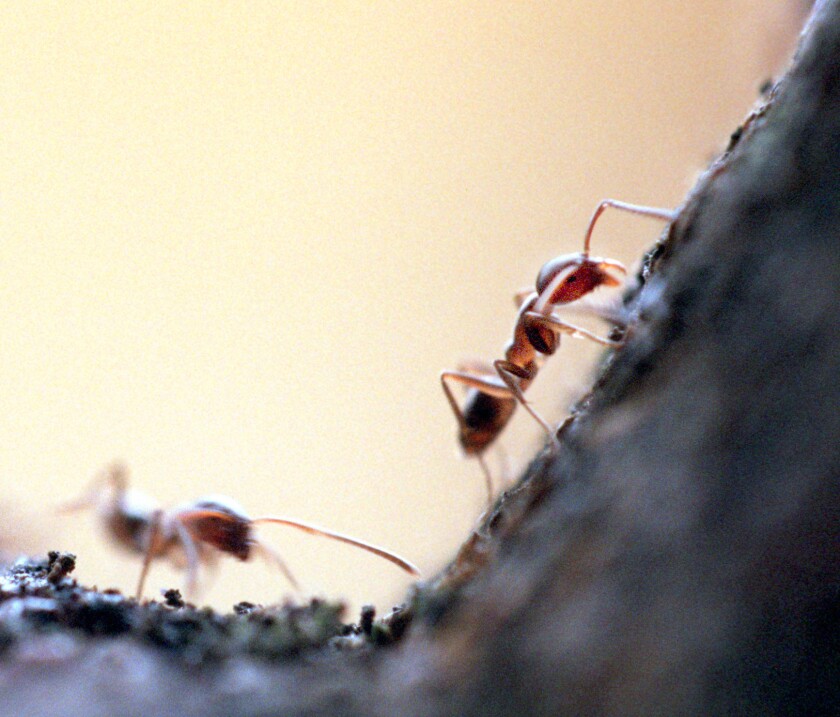 Ants take social cues from each others' body odors, a new study says. Their ability to smell tiny amounts of many different chemicals on each others' bodies surpassed researchers' expectations.