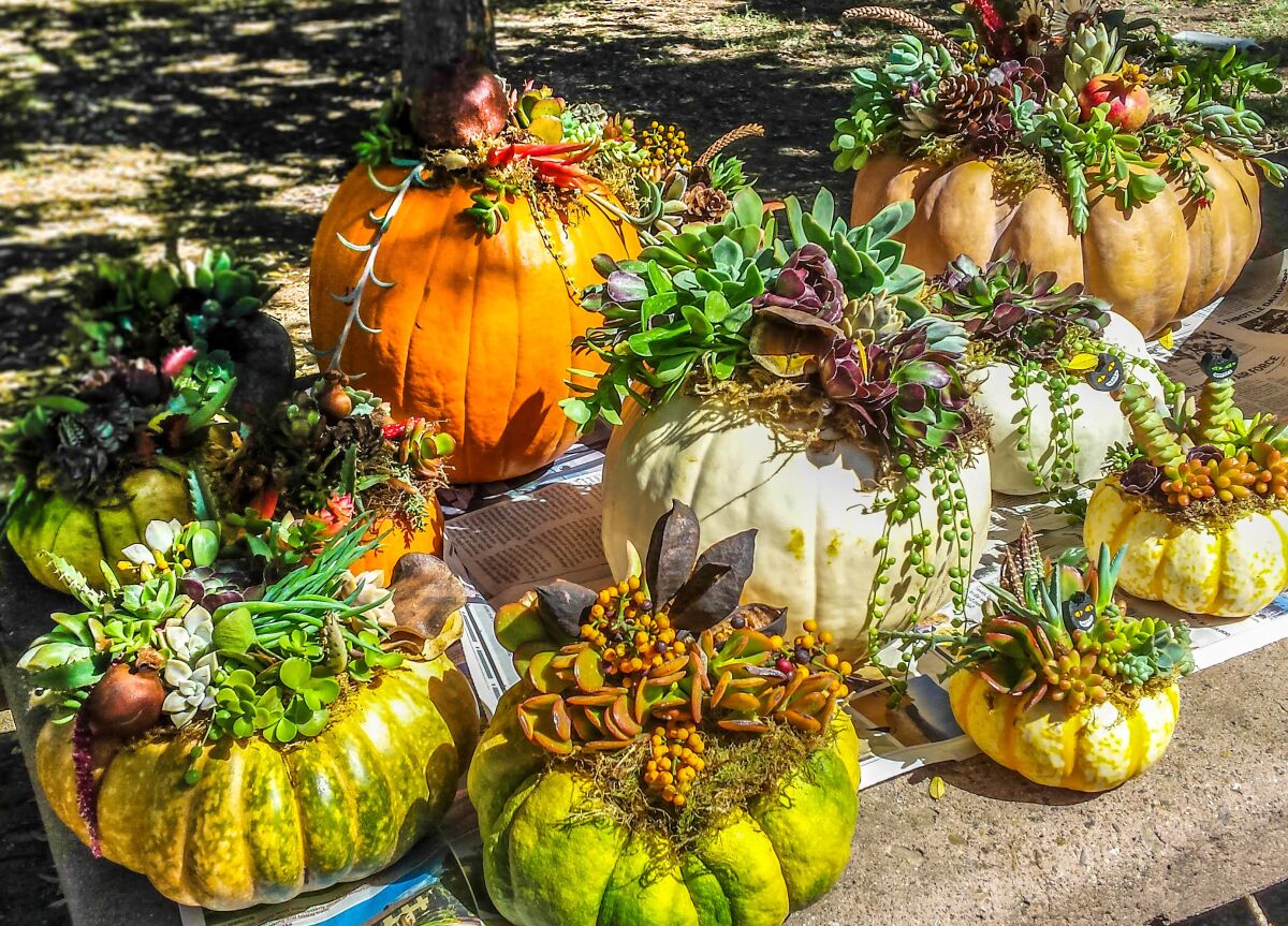 The Ramona Garden Club will sell pumpkins decorated with succulents from 9 a.m. to noon Saturday, Oct. 15, in the Estates.