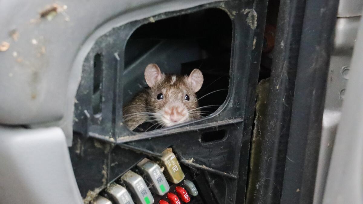 Get Rid of Mice & Rats in Garage – VA, MD, WVA