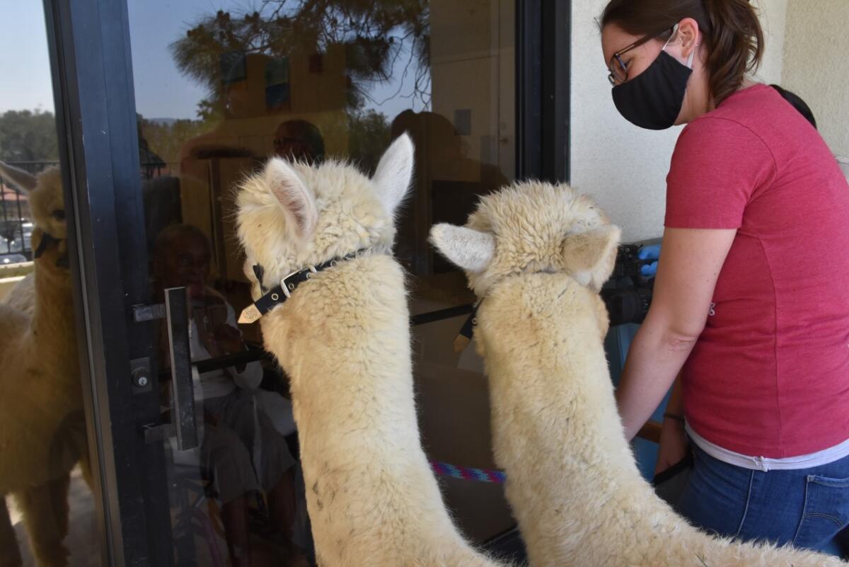 Alpacas from the Helen Woodward Animal Center gaze through the glass door of a skilled nursing facility in Poway.