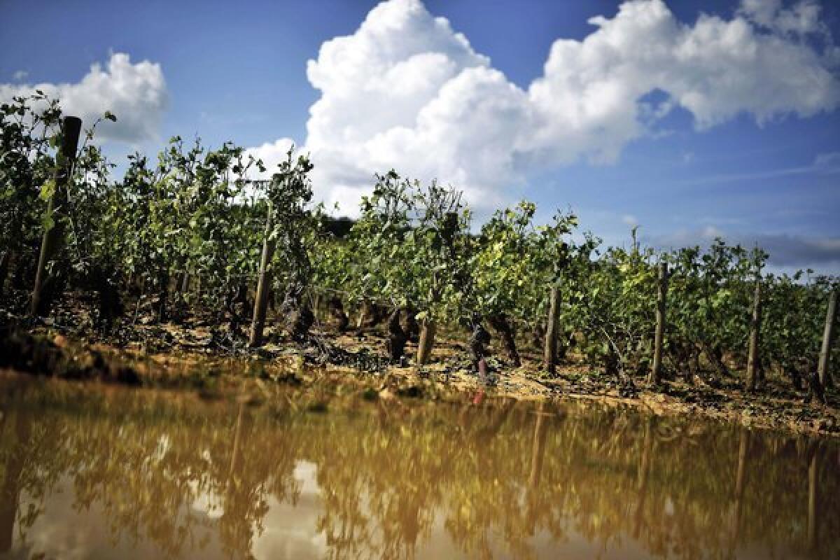 Summer storms have destroyed up to 70% of the crop on some French wine estates.
