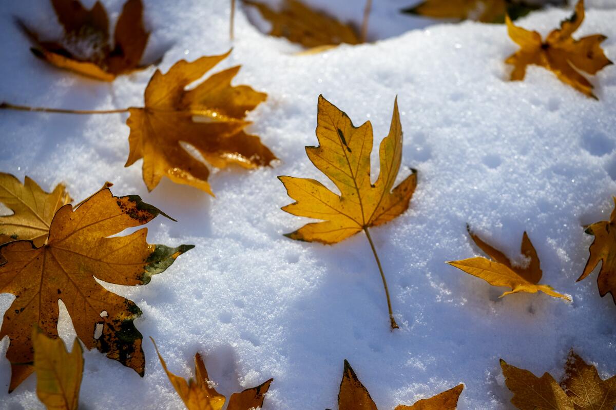 Fall leaves on the snowy ground near Mt. Baldy 