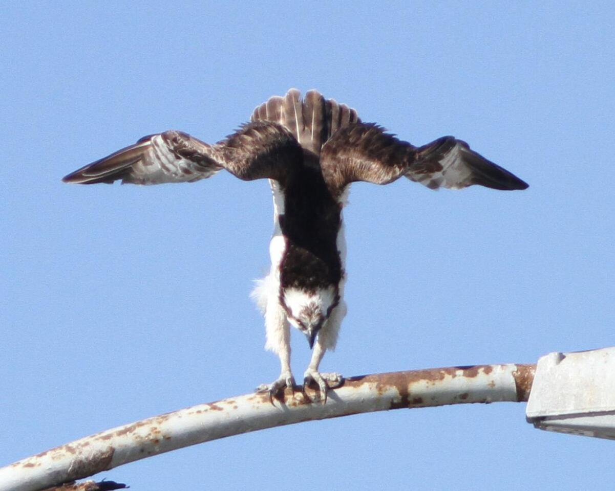 Ozzy the osprey performs some acrobatics.