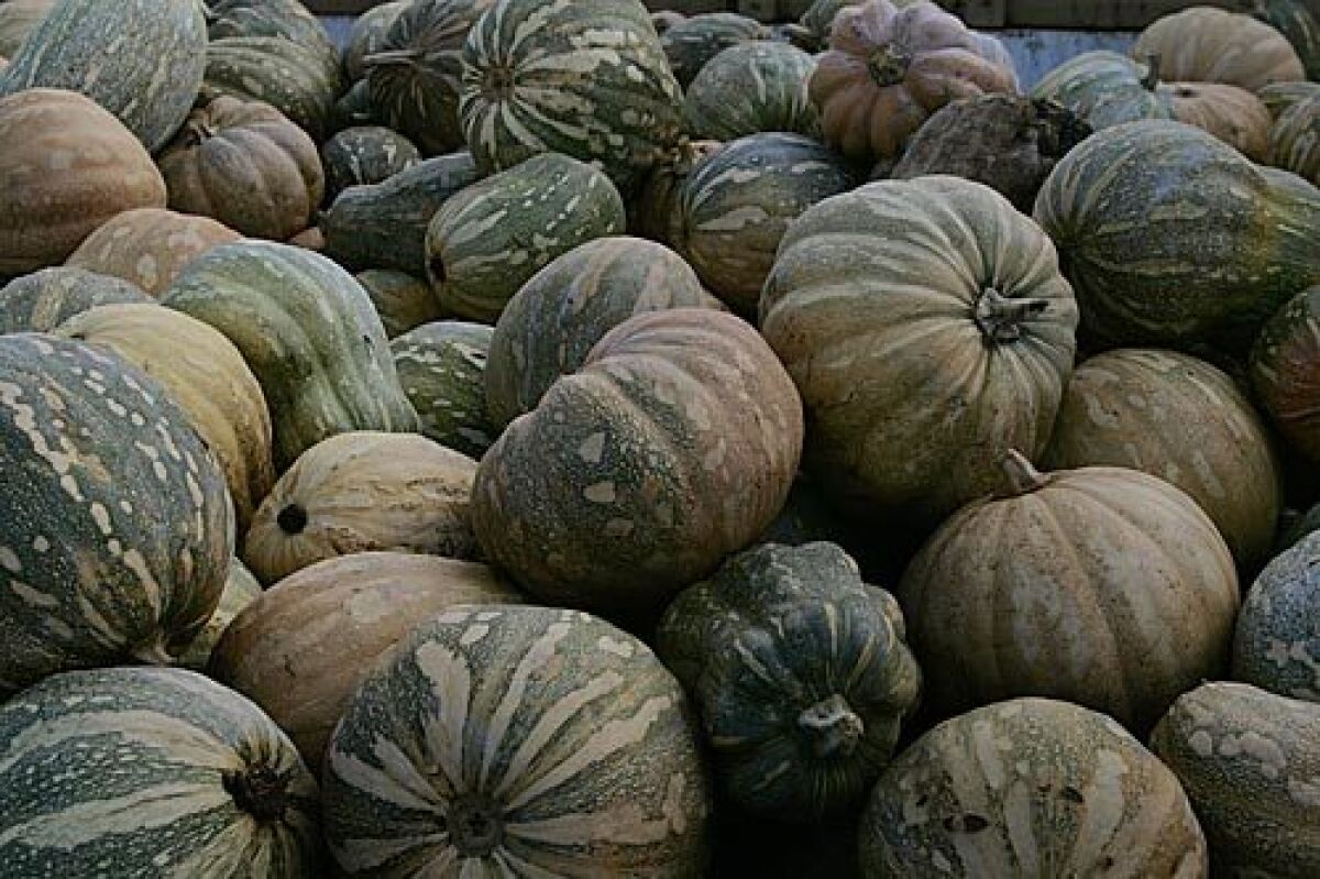 What's hitting its peak in October? Winter squash. Cutting into a squash can be half the challenge -- some varieties have skins so tough they seemingly require a hammer and chisel. But your diligence will be rewarded. Click here for details.