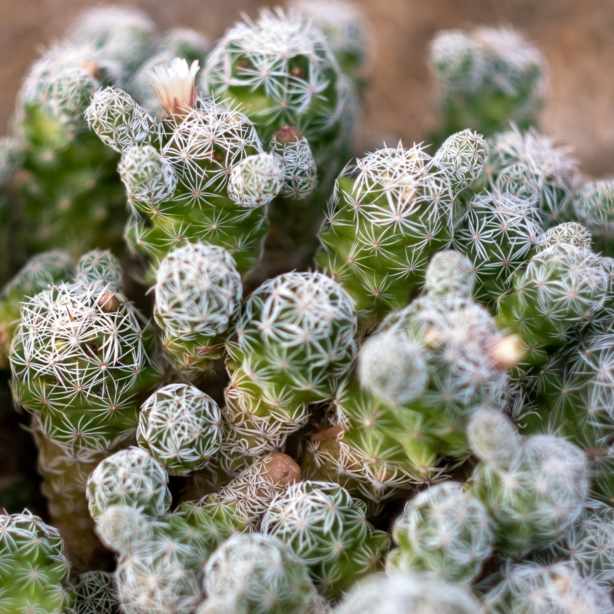 A cactus made up of small rounded parts with a white cast over their green bodies.