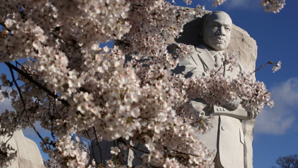 Cherry trees are in full bloom in front of the Martin Luther King Jr. Memorial in Washington, D.C.