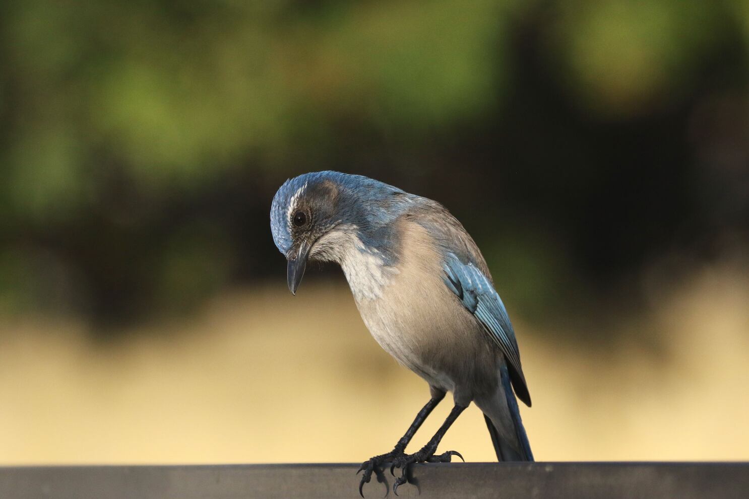 Essential California The Pandemic And The Scrub Jays Los Angeles Times Essential California The Pandemic And The Scrub Jays Los Angeles Times