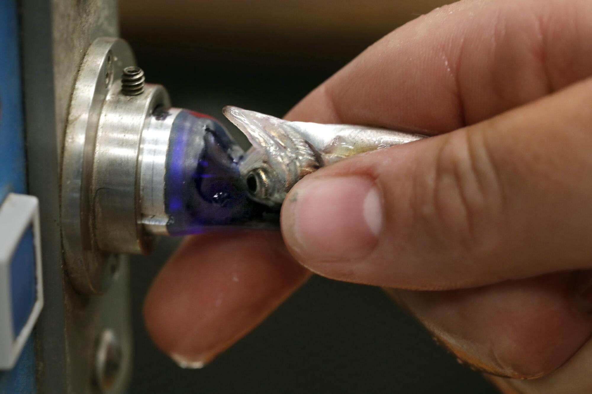 Juvenile coho salmon are tagged at the Warm Springs Fish Hatchery 