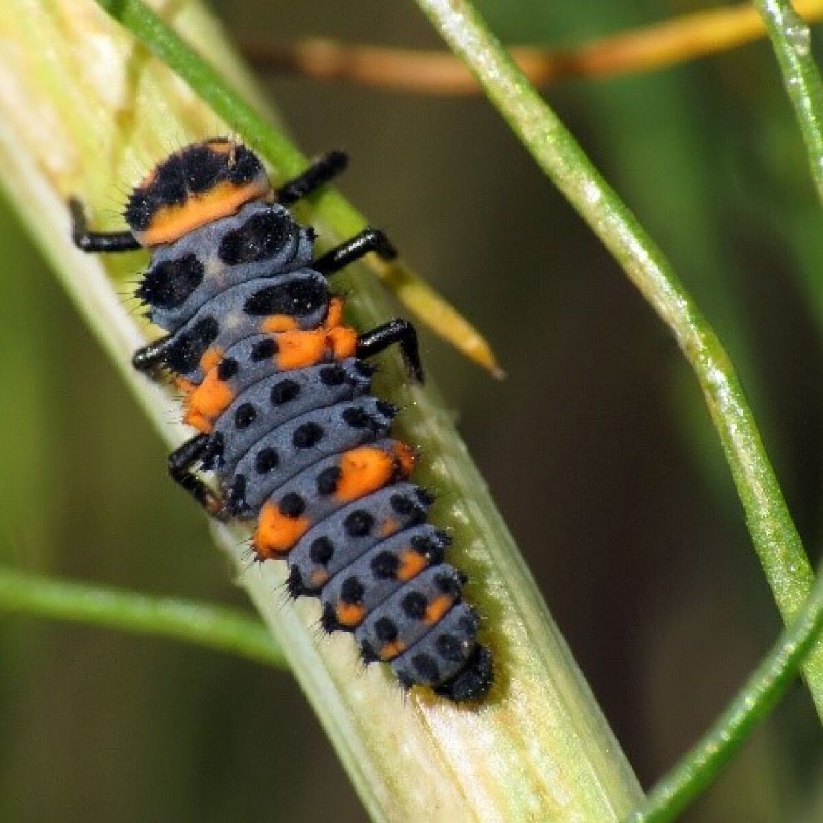 Garden Mastery: Here's how to identify and manage insect pests in your  garden - The San Diego Union-Tribune