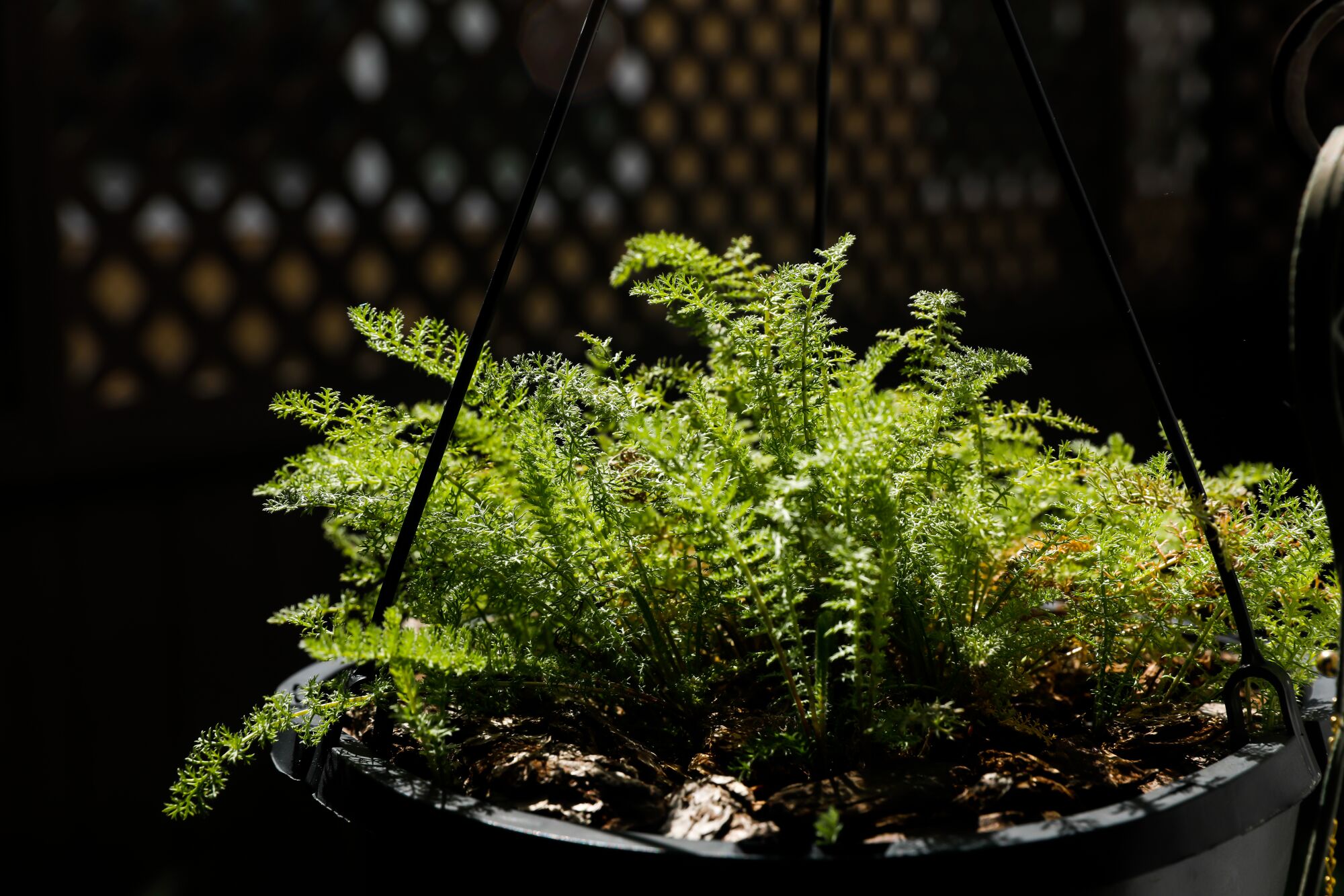 Sunlight catches the delicate tendrils of common yarrow leaves on Barbara Chung's patio.