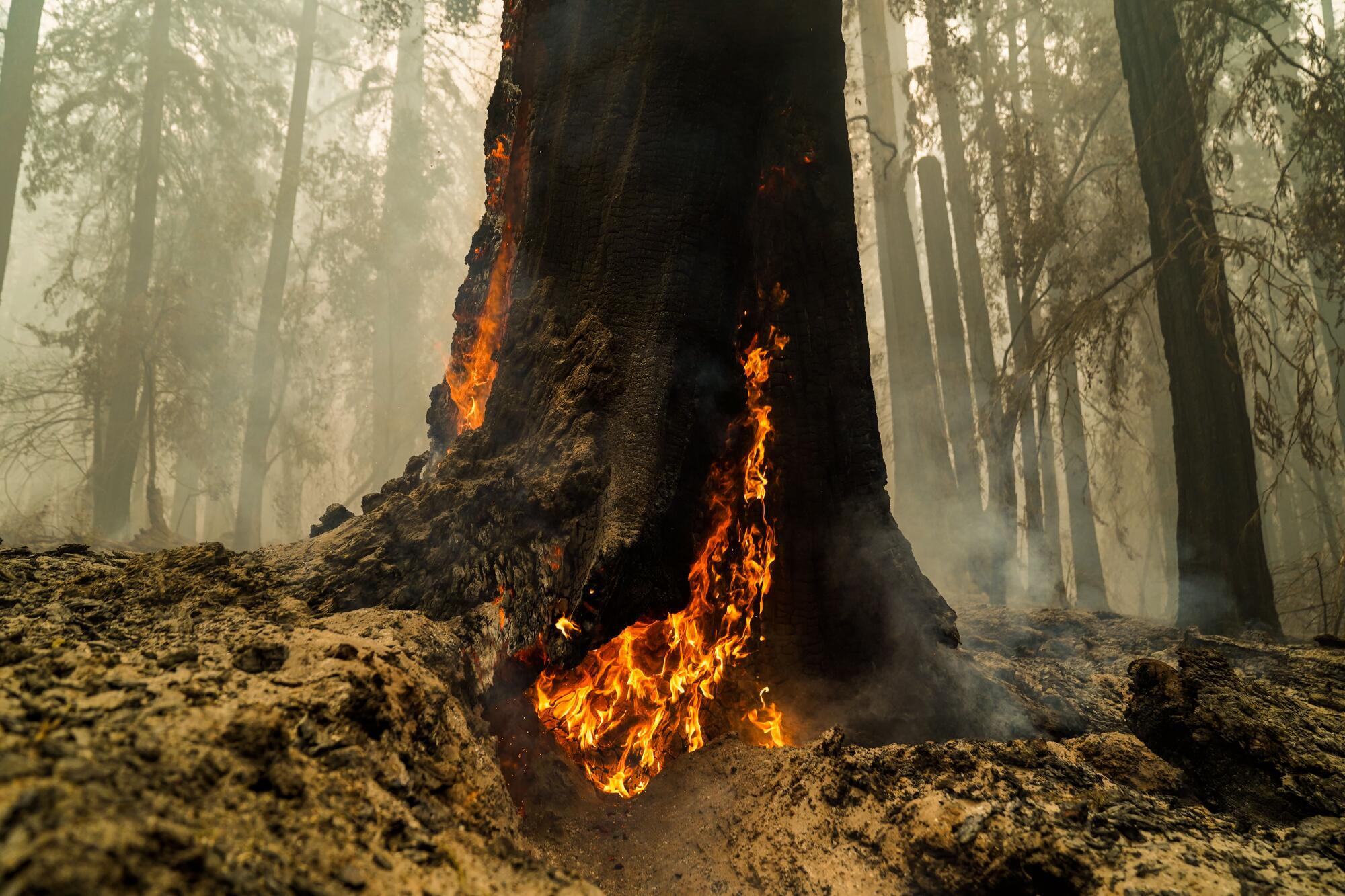 Smoke hangs low in the air at Big Basin Redwoods State Park, where redwoods burned.