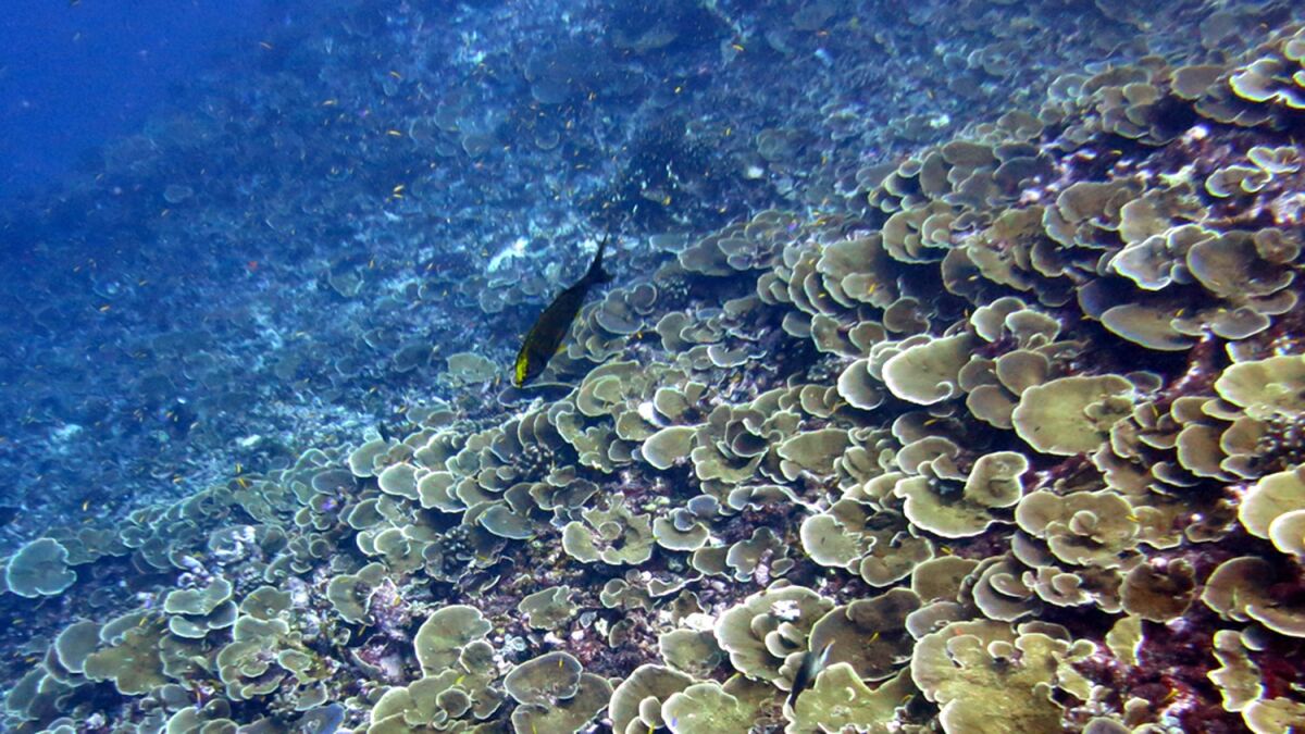 www.pifsc.noaa.gov1024 Ã 768Search by image plating montipora corals at jarvis island fore reef med