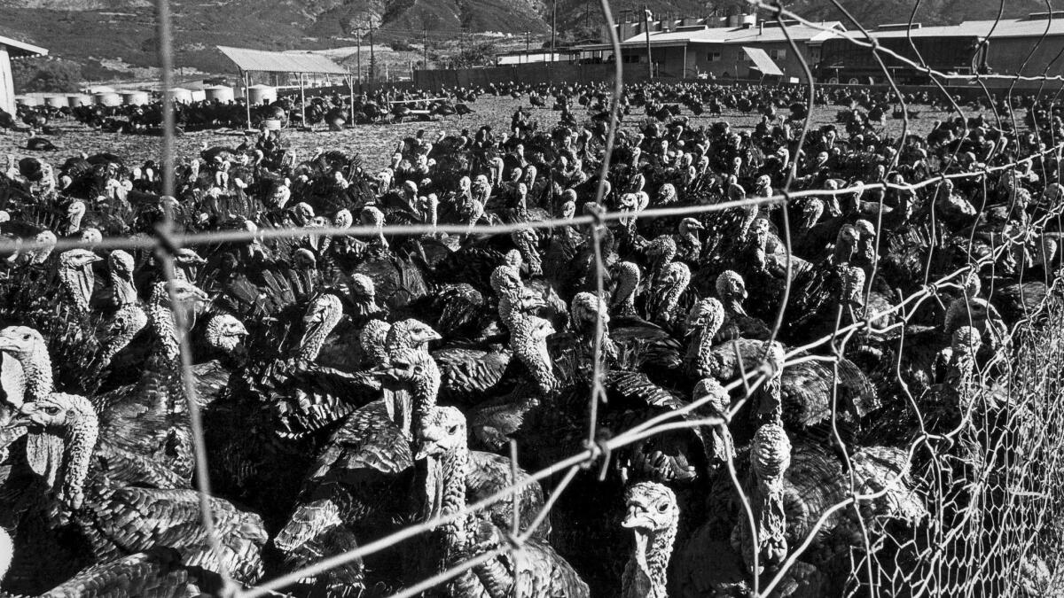 Nov. 20, 1980: Turkeys congregate at Vern Parton's farm in Yucaipa.