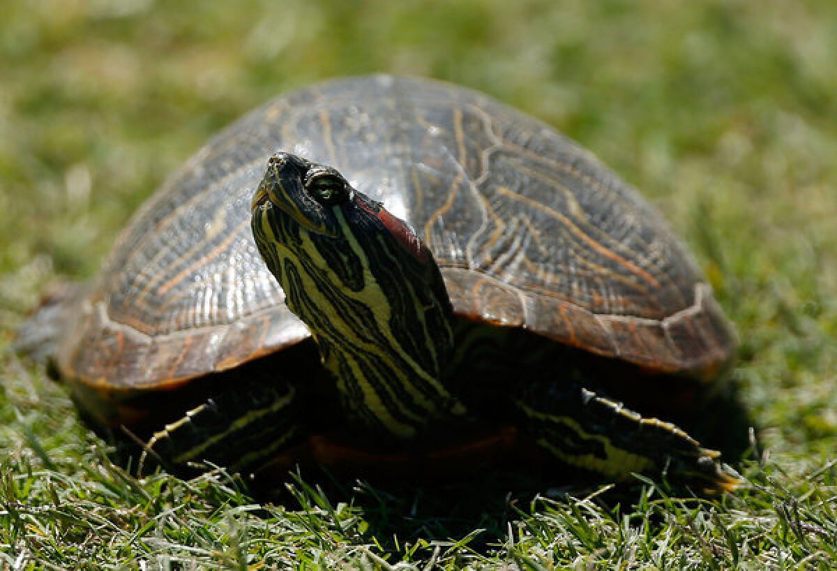 A painted turtle basks in the sun.